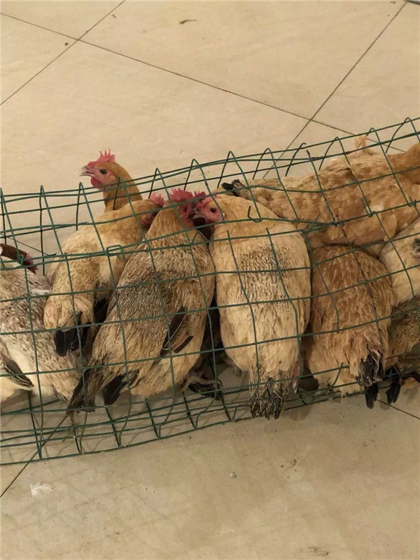 1536221382966567.jpg 640.webp (12).jpg